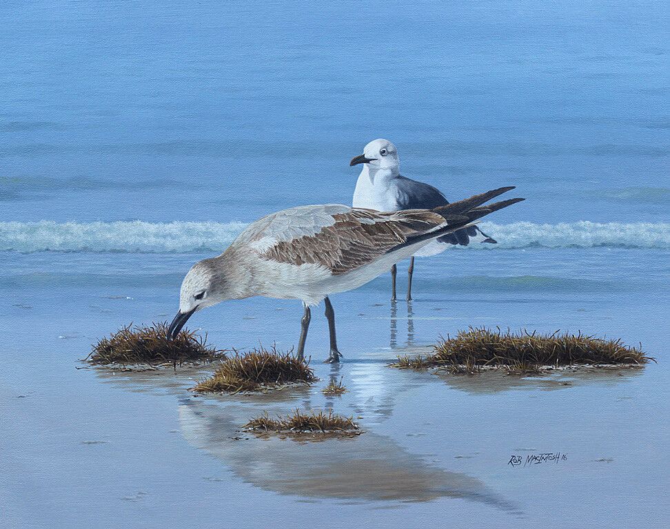Photorealistic painting of two seagulls searching for food in sea debris